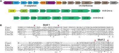 CRISPR-Associated Factor Csa3b Regulates CRISPR Adaptation and Cmr-Mediated RNA Interference in Sulfolobus islandicus